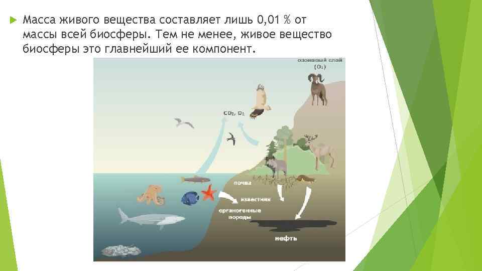  Масса живого вещества составляет лишь 0, 01 % от массы всей биосферы. Тем