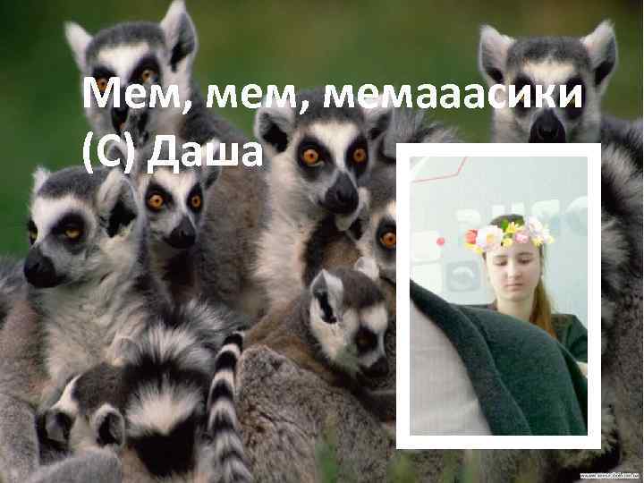 Мем, мемааасики (С) Даша 