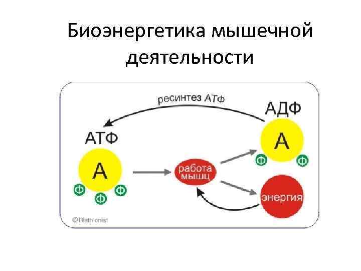 Биоэнергетика мышечной деятельности Биохимические сдвиги в организме при мышечной работе. 