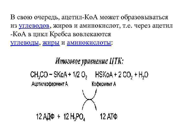 В свою очередь, ацетил-Ко. А может образовываться из углеводов, жиров и аминокислот, т. е.