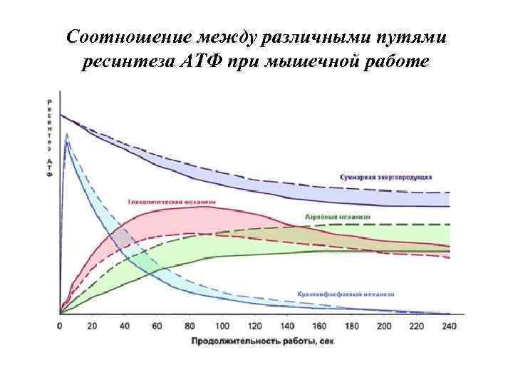 Коэффициент пути. Биохимические процессы при мышечной деятельности. Мощность мышечной деятельности. Зоны энергообеспечения. Энергетические системы организма при тренировках.