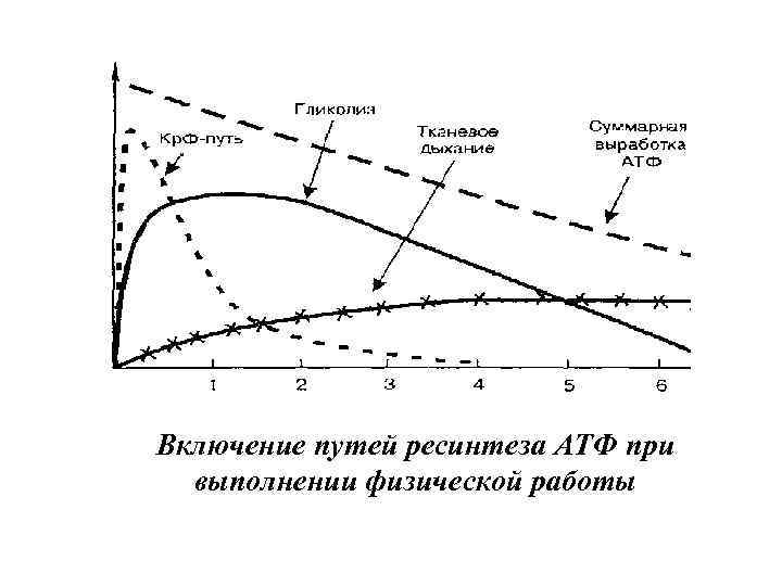 Опишите общую схему энергетического обеспечения мышечного сокращения