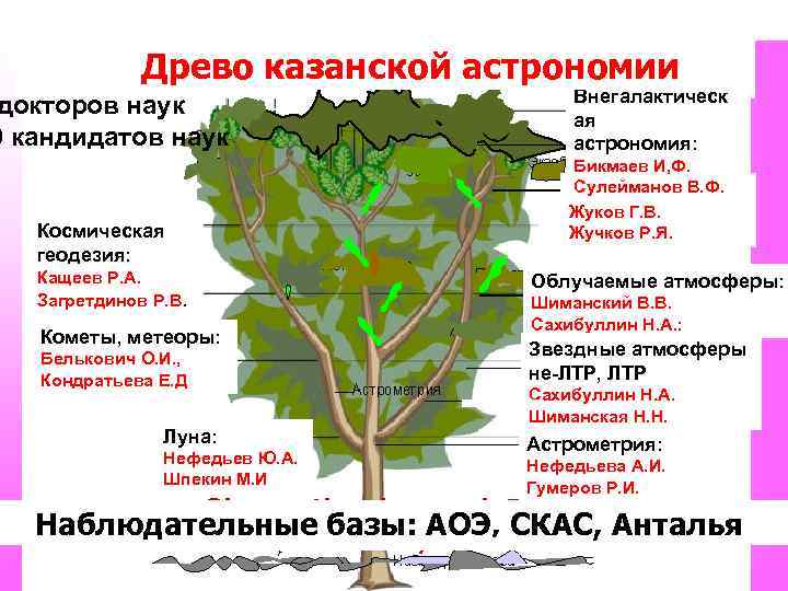 Древо проект самара