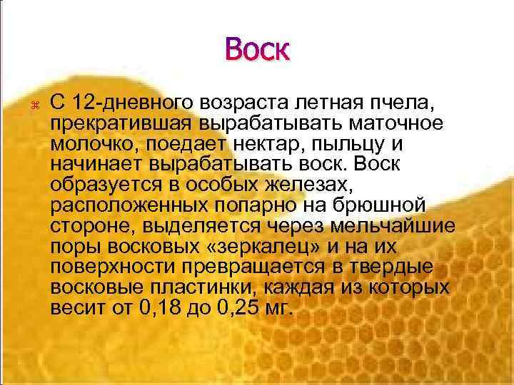 Воск С 12 -дневного возраста летная пчела, прекратившая вырабатывать маточное молочко, поедает нектар, пыльцу