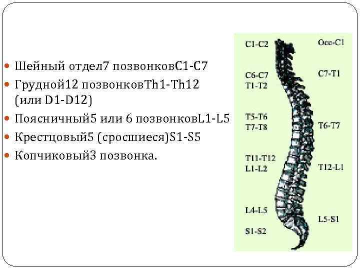 Позвоночника с3 с7. Позвонок th7 грудного отдела позвоночника. Позвонки th7-l2. Позвонки th1-th6. Th5-th12 позвонка.