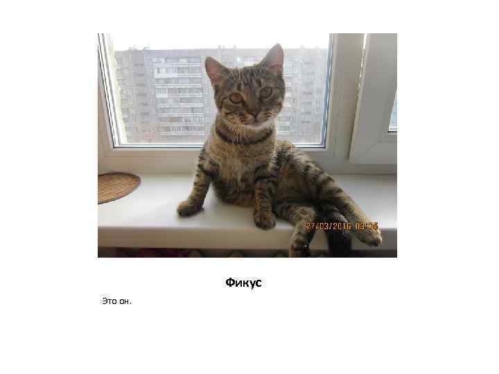 Фикус Это он. 