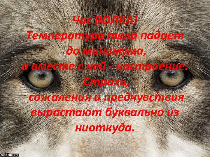 Час ВОЛКА! Температура тела падает до минимума, а вместе с ней - настроение. Страхи,