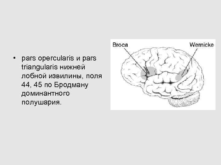  • pars opercularis и pars triangularis нижней лобной извилины, поля 44, 45 по