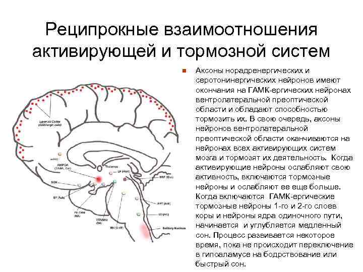 Реципрокные взаимоотношения активирующей и тормозной систем n Аксоны норадренергических и серотонинергических нейронов имеют окончания