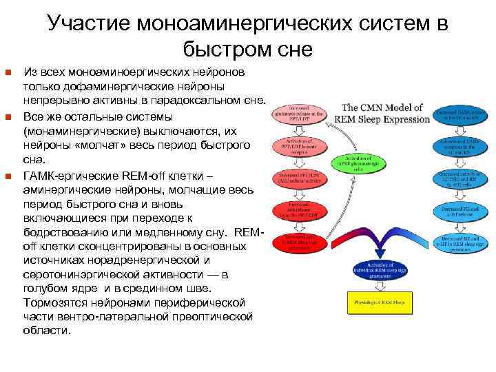 Участие моноаминергических систем в быстром сне n n n Из всех моноаминоергических нейронов только