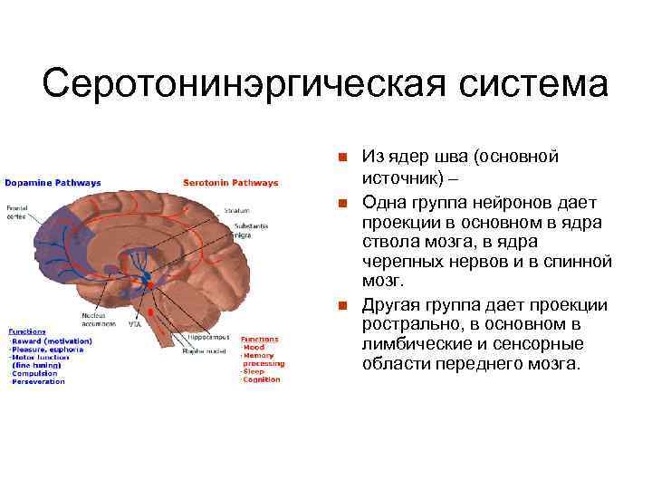 Серотонинэргическая система n n n Из ядер шва (основной источник) – Одна группа нейронов