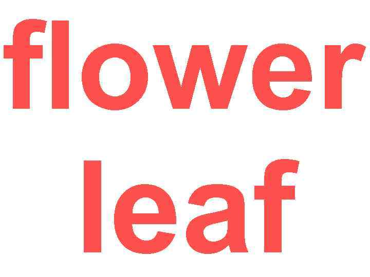 flower leaf 