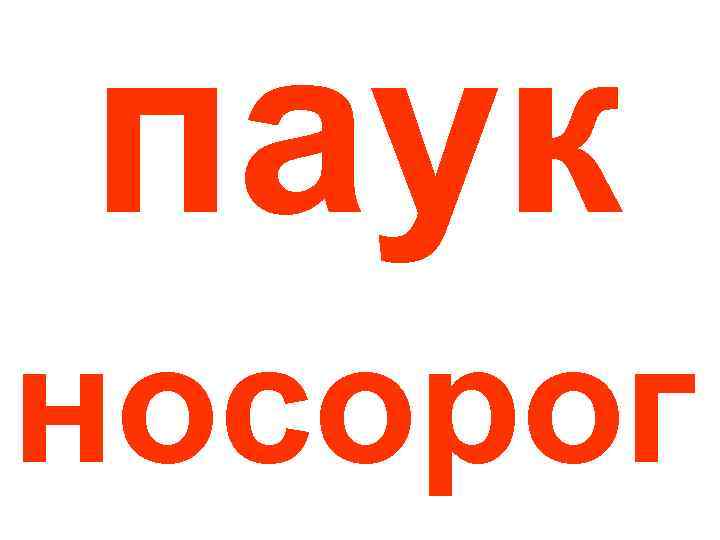 паук носорог 
