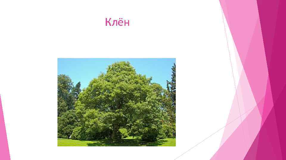 Клён 