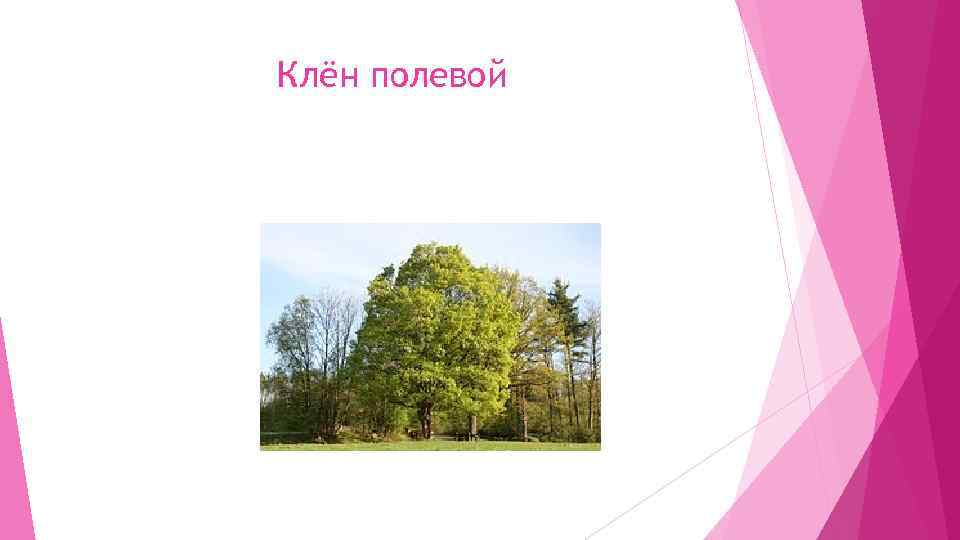 Клён полевой 