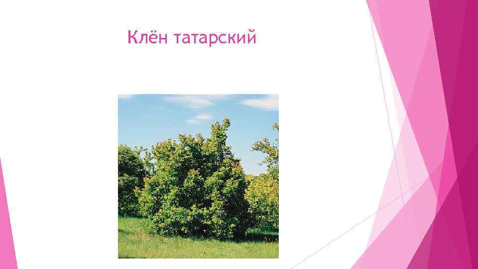 Клён татарский 