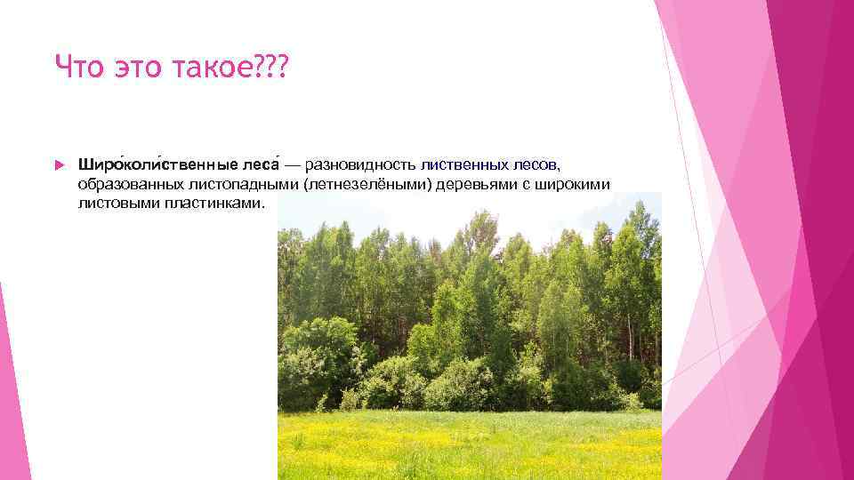 Что это такое? ? ? Широ коли ственные леса — разновидность лиственных лесов, образованных