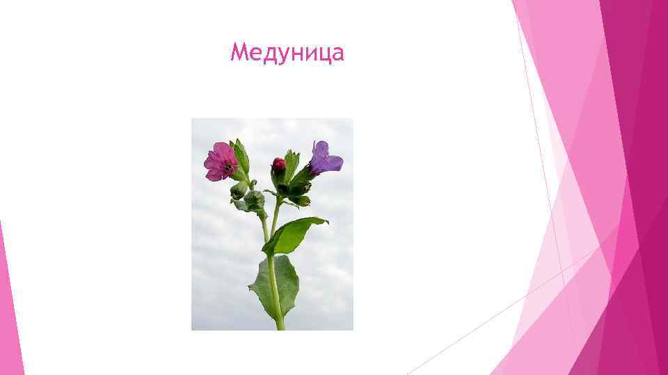 Медуница 