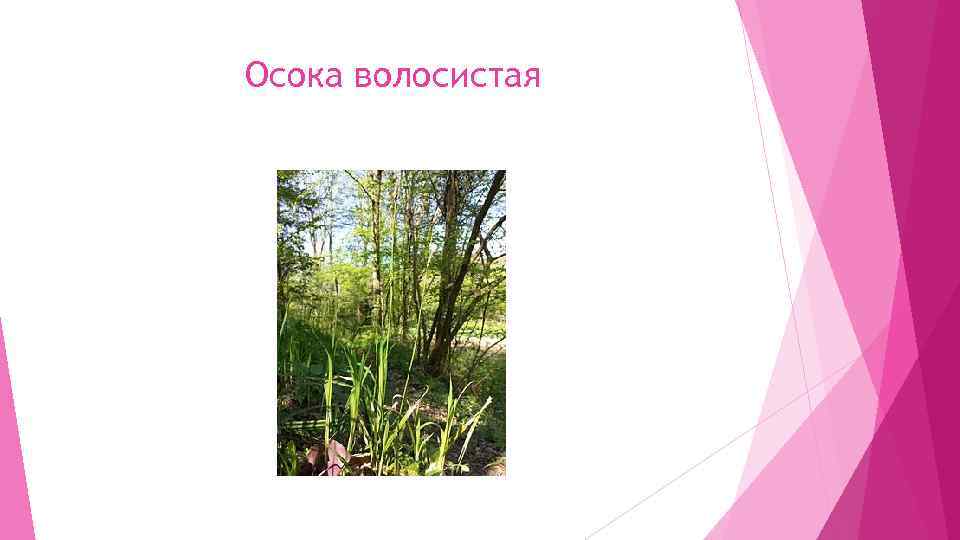 Осока волосистая 