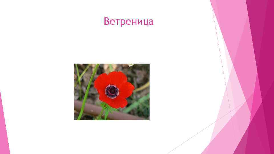 Ветреница 