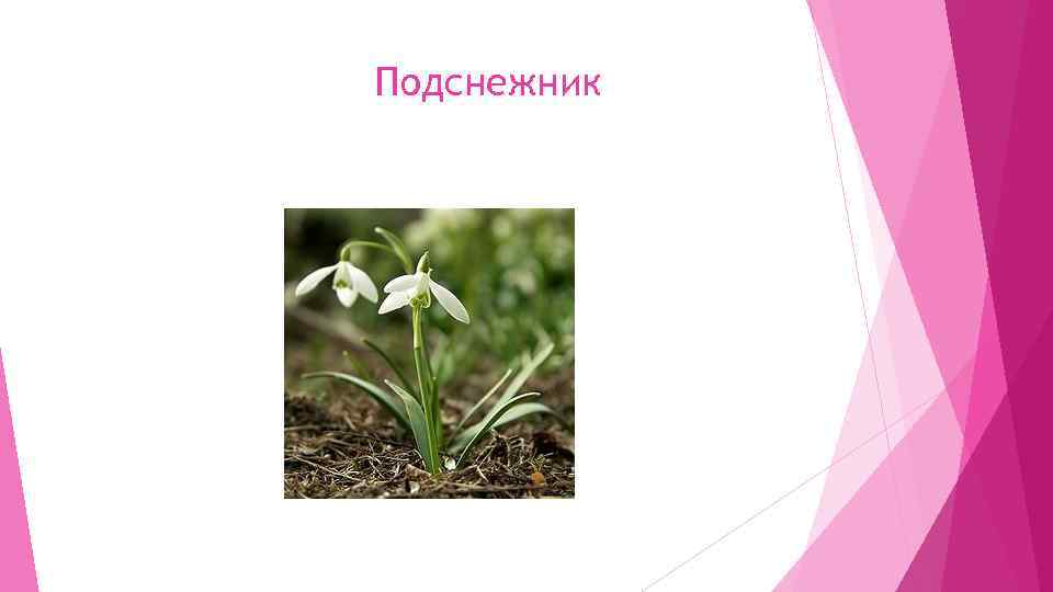 Подснежник 