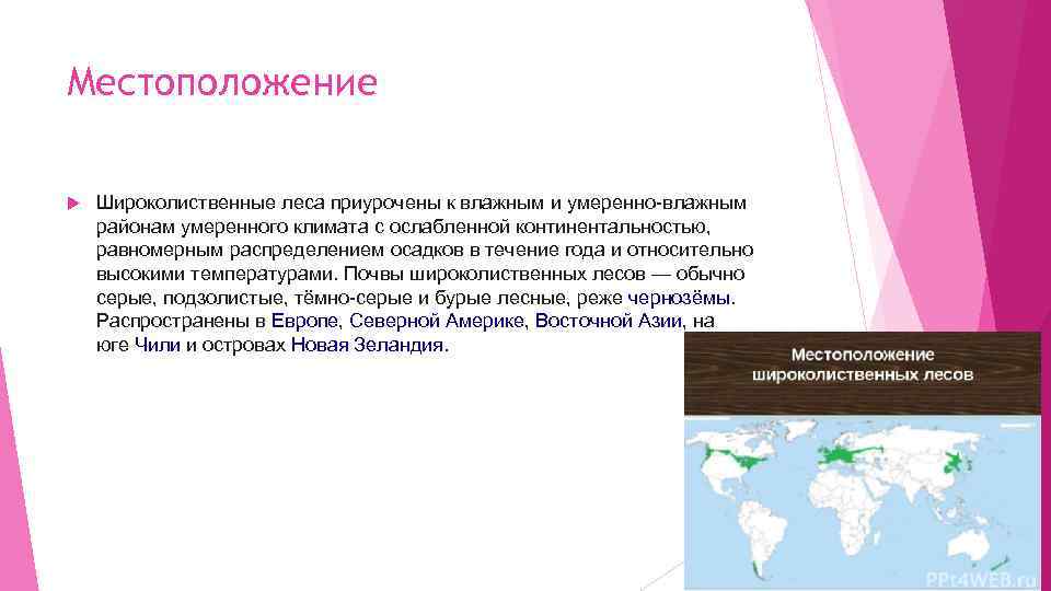 Местоположение Широколиственные леса приурочены к влажным и умеренно-влажным районам умеренного климата с ослабленной континентальностью,