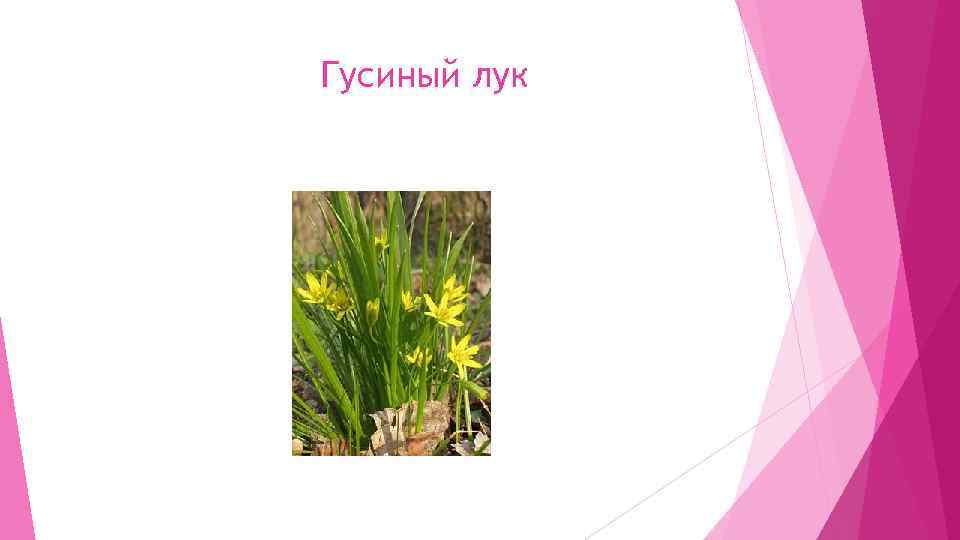 Гусиный лук 