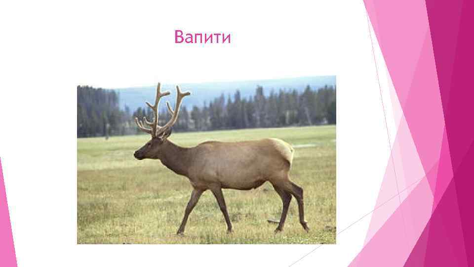 Вапити 