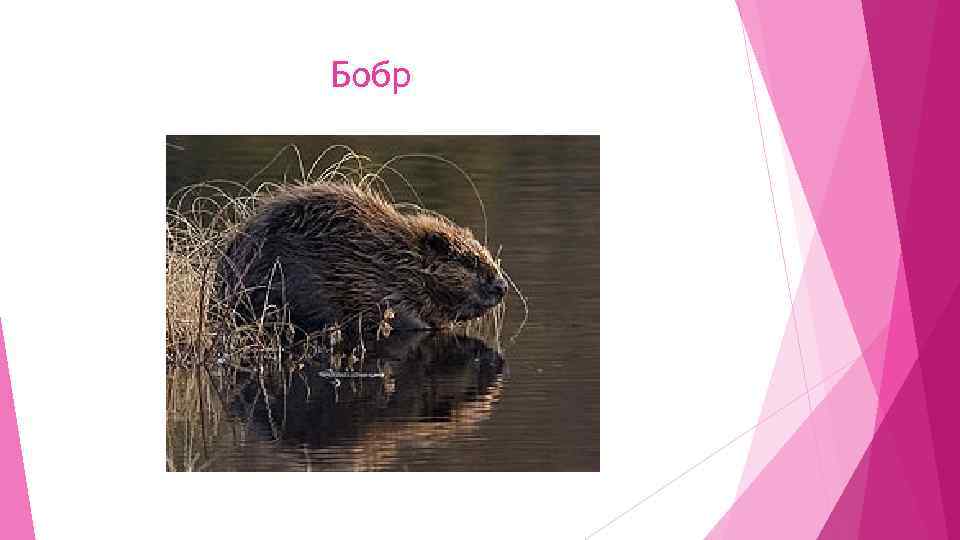 Бобр 