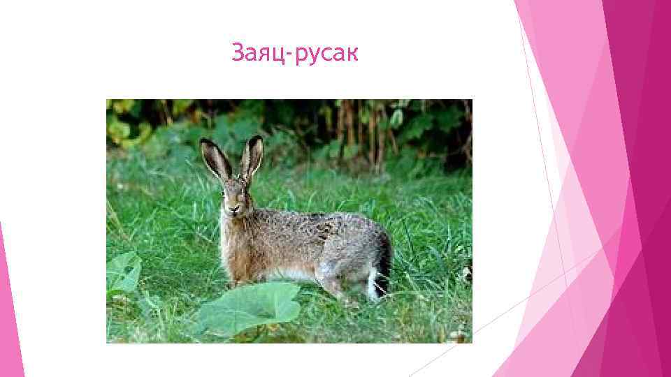 Заяц-русак 