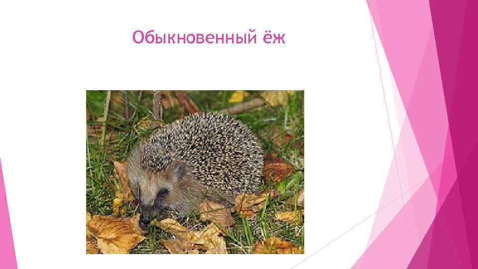 Обыкновенный ёж 
