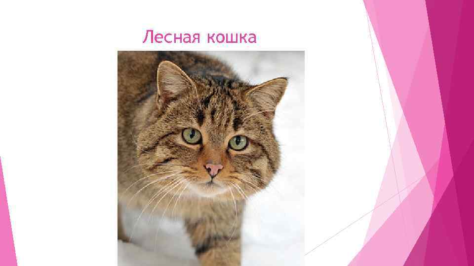 Лесная кошка 