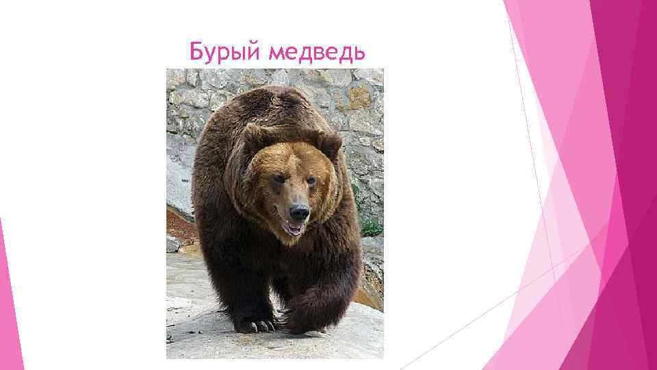 Бурый медведь 