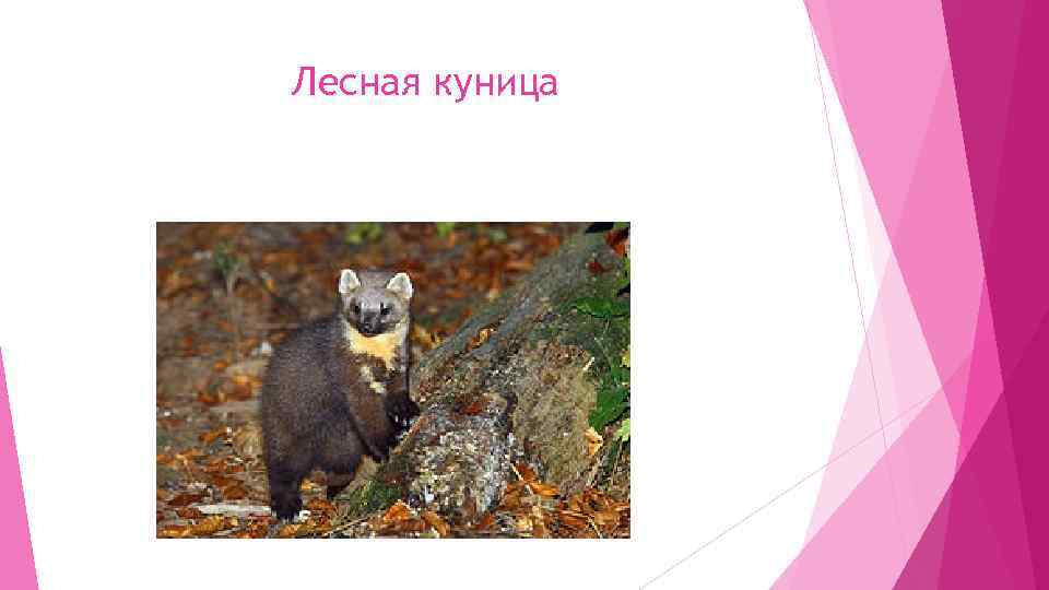 Лесная куница 