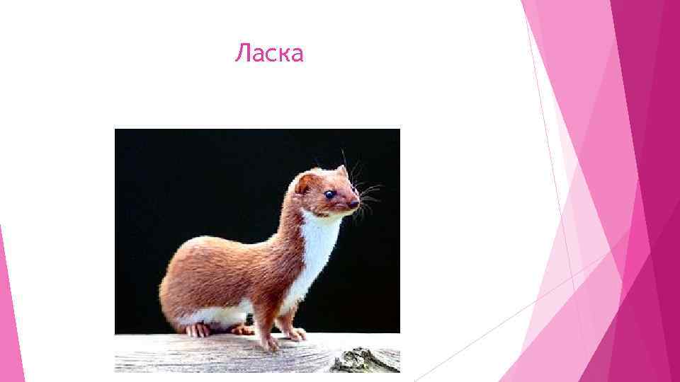 Ласка 