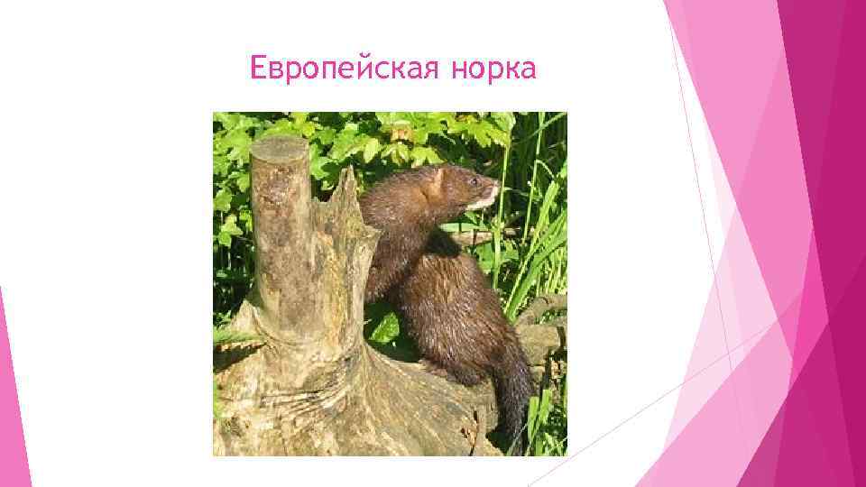 Европейская норка 