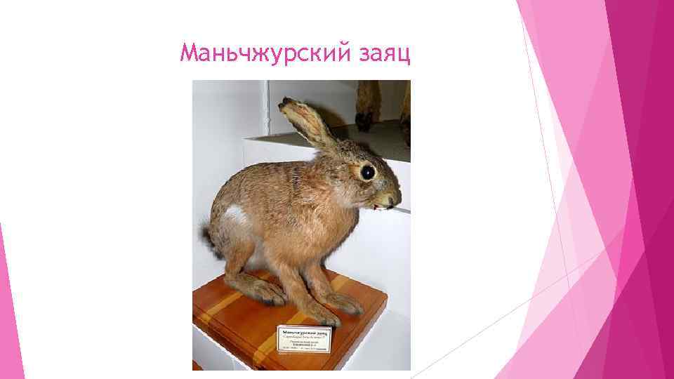 Маньчжурский заяц 