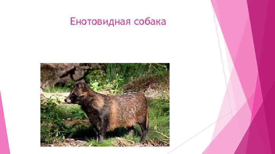 Енотовидная собака 