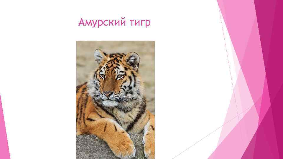 Амурский тигр 