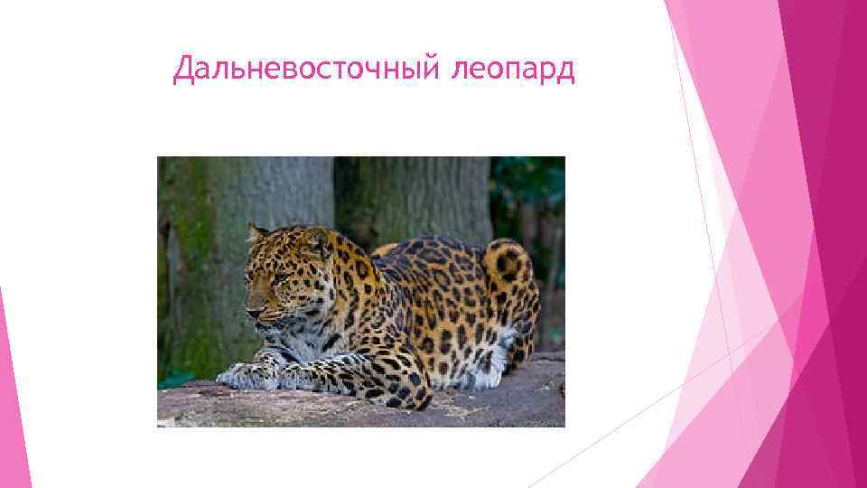 Дальневосточный леопард 