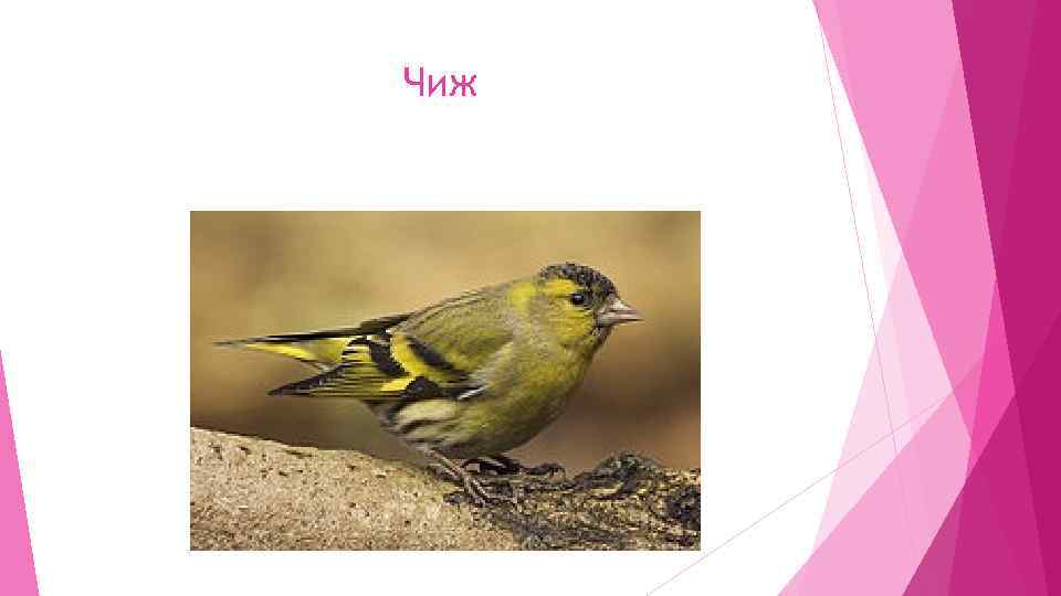 Чиж 