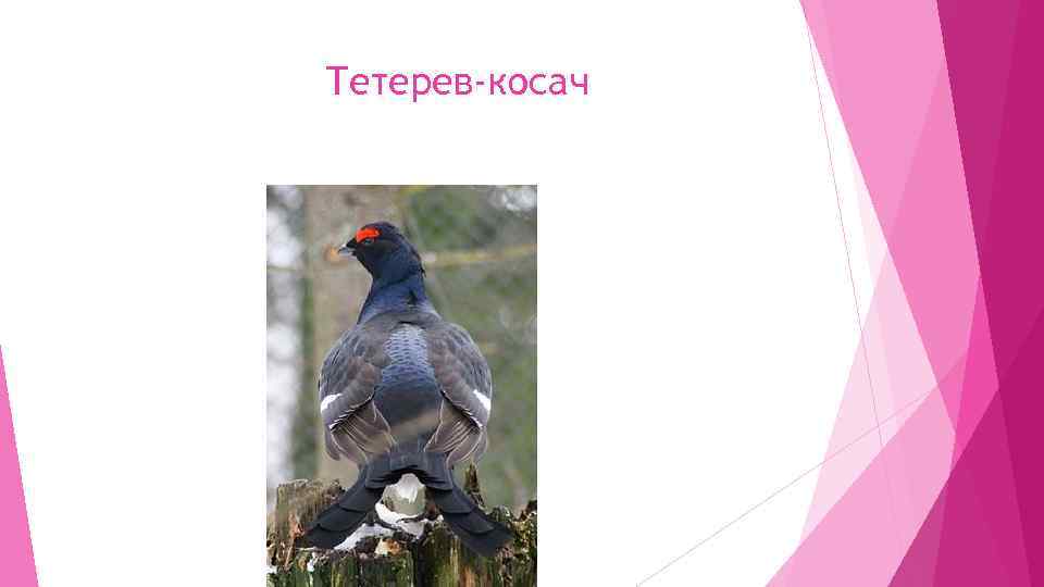 Тетерев-косач 