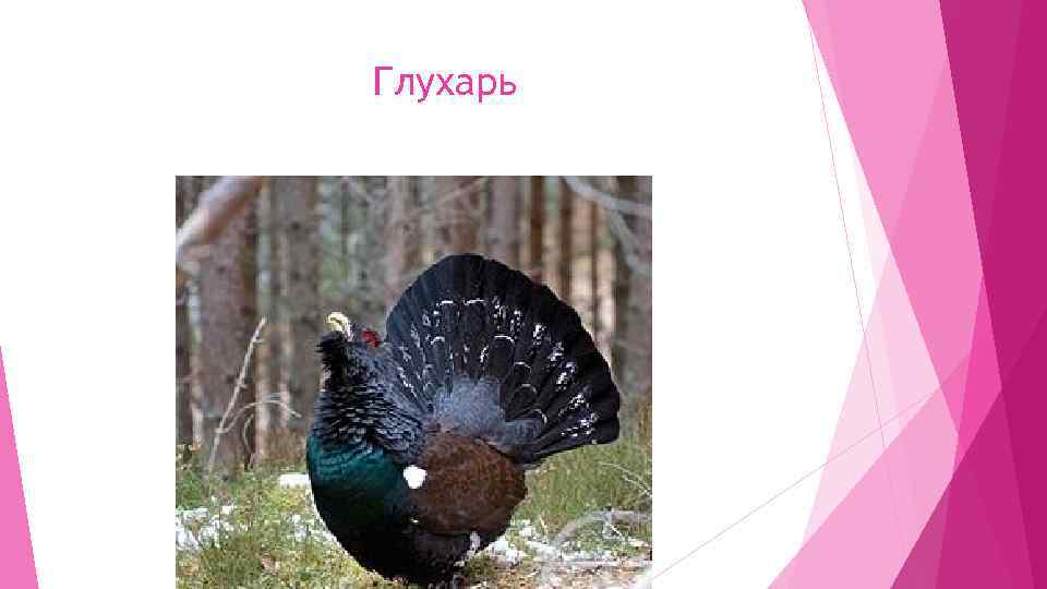Глухарь 