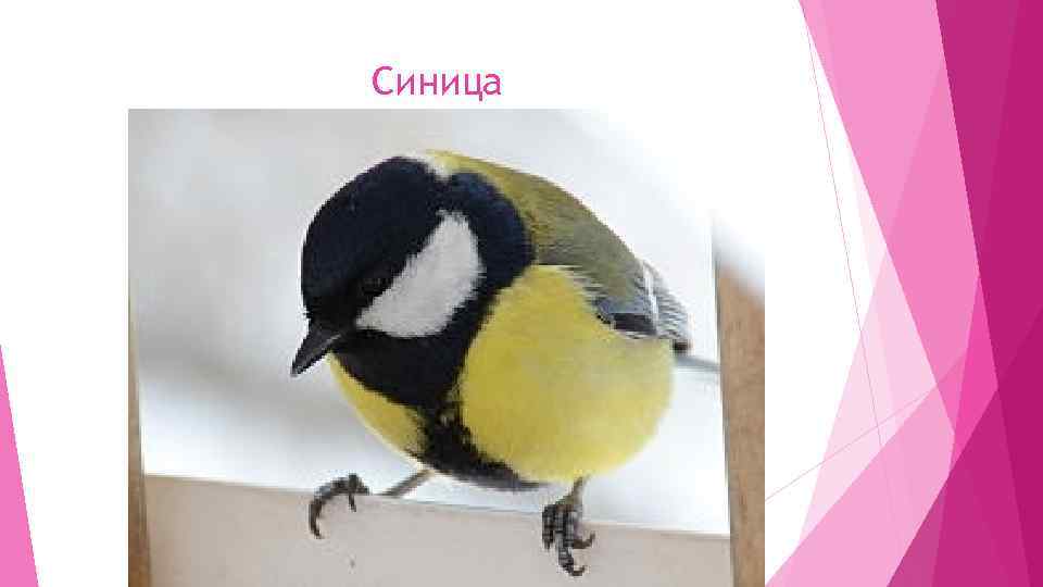Синица 