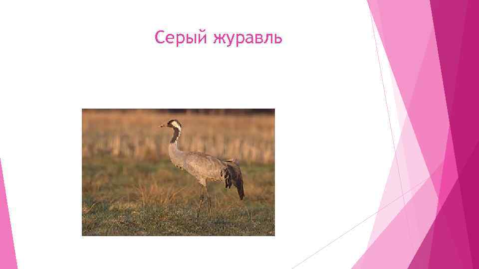 Серый журавль 