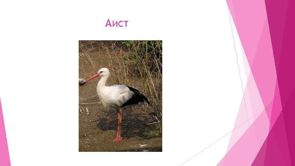 Аист 