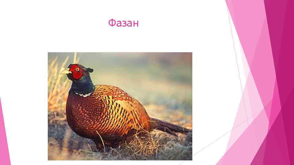 Фазан 