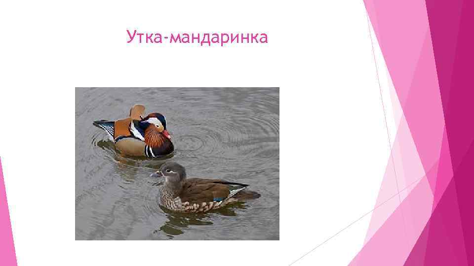 Утка-мандаринка 