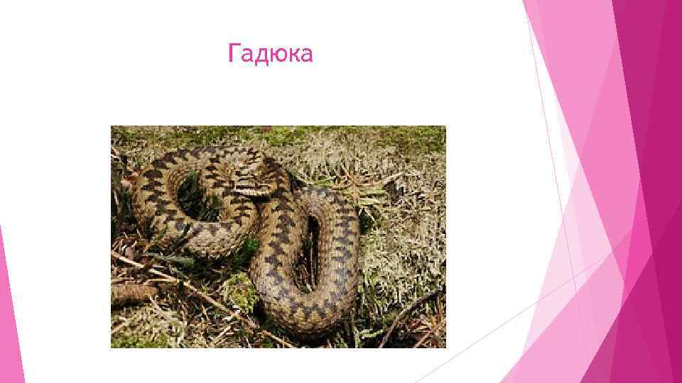 Гадюка 