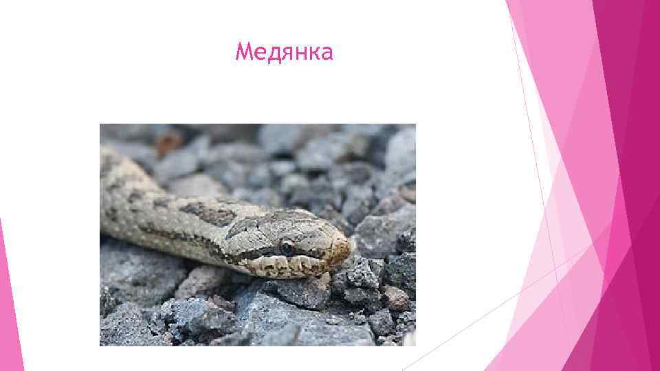 Медянка 